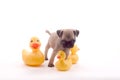 Pug with Rubber Ducks Royalty Free Stock Photo