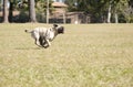 Pug Running at Dog Park Royalty Free Stock Photo