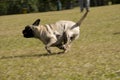 Pug Running at Dog Park Royalty Free Stock Photo