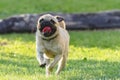 Pug running on a field of grass Royalty Free Stock Photo