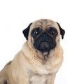 Pug sandy color portrait isolated on white Royalty Free Stock Photo