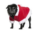 Pug in Santa coat, 10 years old Royalty Free Stock Photo