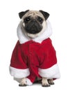 Pug in Santa coat, 2 Years old Royalty Free Stock Photo