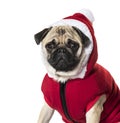 Pug in Santa suit against white background Royalty Free Stock Photo