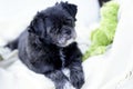 Pug/ShihTzu Mixed-Breed on white blanket Royalty Free Stock Photo