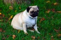 The pug sits in green grass with yellow leaves. Fall Royalty Free Stock Photo