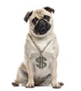 Pug sitting and looking at the camera Royalty Free Stock Photo