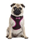 Pug sitting and looking at the camera Royalty Free Stock Photo