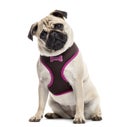 Pug sitting and looking at the camera Royalty Free Stock Photo