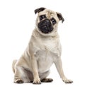 Pug sitting and looking at the camera Royalty Free Stock Photo