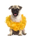 Pug sitting wearing a hawaiian lei, isolated