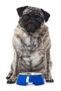 Adult pug on white background Royalty Free Stock Photo