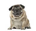 Pug sitting, 7 years old , isolated Royalty Free Stock Photo