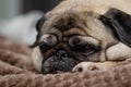 pug sleeping on the couch 2 Royalty Free Stock Photo