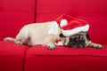 Pug Sleeping on Couch Royalty Free Stock Photo