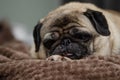 pug sleeping on the couch 1 Royalty Free Stock Photo
