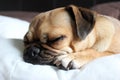 Pug sleeping Royalty Free Stock Photo