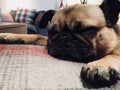 Pug sleeping flat out cute landscape