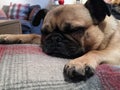 Pug sleeping with legs out on a blanketlandscape Royalty Free Stock Photo