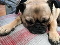 Pug sleeping with legs out landscape Royalty Free Stock Photo