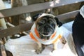 Pug is a small dog. Have a moderate body. Short and shortened ears, folded and short hairs