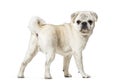 Pug standing against white background Royalty Free Stock Photo