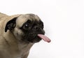 Pug Sticking Tongue Out Royalty Free Stock Photo