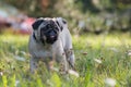 Pug sticking tongue out Royalty Free Stock Photo