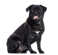 Pug sticking the tongue out, sitting, isolated Royalty Free Stock Photo