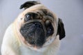 pug sweet, sad dog pug with big sad eyes and interrogative glance, portrait of a dog Royalty Free Stock Photo