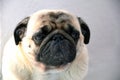 pug sweet, sad dog pug with big sad eyes and interrogative glance, portrait of a dog