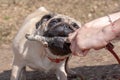 Pug is trying to grab a stick from female hands.