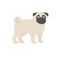 Pug vector illustration