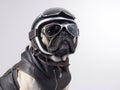 Pug wearing cream color Half helmet with Riding Glasses with dark brown leather jacket - Studio headshot portrait