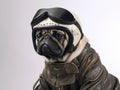 Pug wearing cream color Half helmet with Deluxe Riding Glasses with dark brown leather jacket - Studio headshot portrait