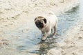 Pug walks through the water on the sea sandy shore. Dog trying to cool down on a hot sunny summer day