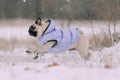 Pug puppy playing in snow Royalty Free Stock Photo