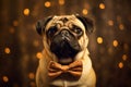 pug wearing a orange bow tie on a gold background, charm and playfulness of this dog breed. stylish Royalty Free Stock Photo