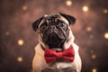 pug wearing a red bow tie on a brown background, charm and playfulness of this dog breed. stylish Royalty Free Stock Photo