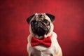 pug wearing a red bow tie on a red background, charm and playfulness of this dog breed. stylish look Royalty Free Stock Photo