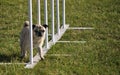 Pug and weave poles at dog agility trial Royalty Free Stock Photo