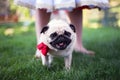 Pug on a wedding, looking to camera, facing, standing near bride