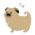 Pug on white. Child fun pattern icon.