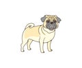 Pug with wrinkled muzzle, dog, logo design. Animal, pet, pet shop and veterinary clinic, vector design