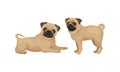 Pug with Wrinkly, Short-muzzled Face and Curled Tail Vector Set