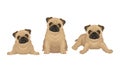 Pug with Wrinkly, Short-muzzled Face and Curled Tail Vector Set