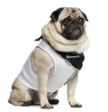Pug, 4 years old Royalty Free Stock Photo