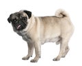 Pug years old Royalty Free Stock Photo