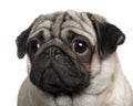 Pug, 2 Years old, in front of white background, studio shot Royalty Free Stock Photo