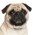 Pug, 3 years old, sitting against white background Royalty Free Stock Photo